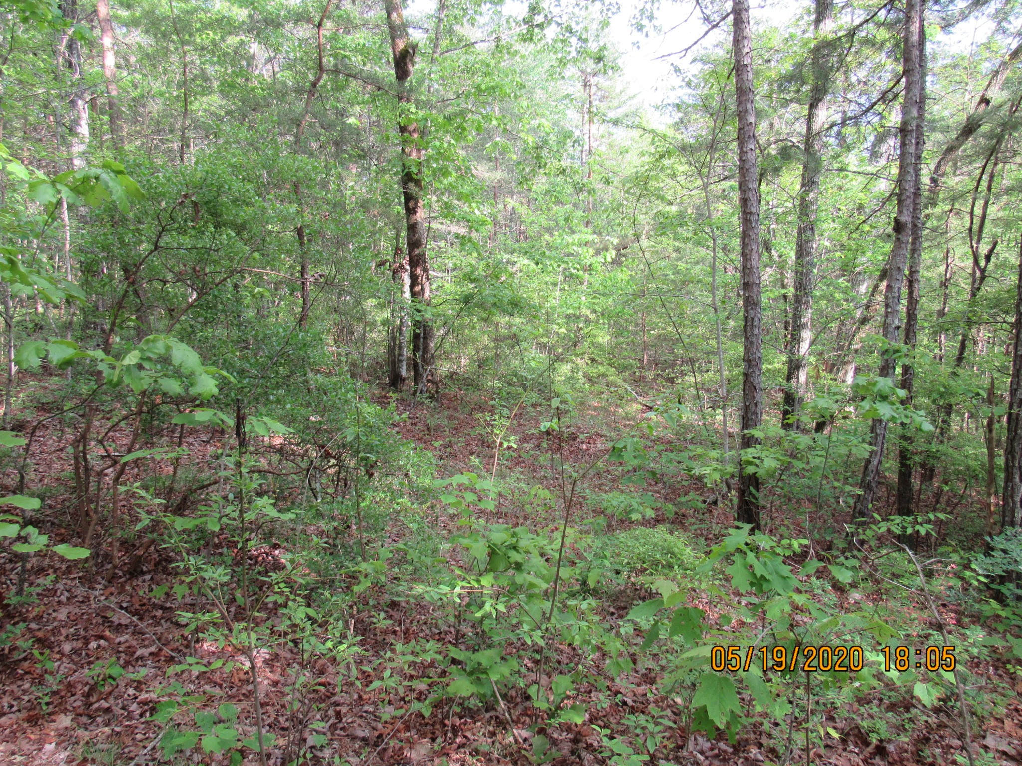 42 Coon Hollow Road Deer Lodge, TN 37726 - Photo 6 of 40 a view of a lush green forest