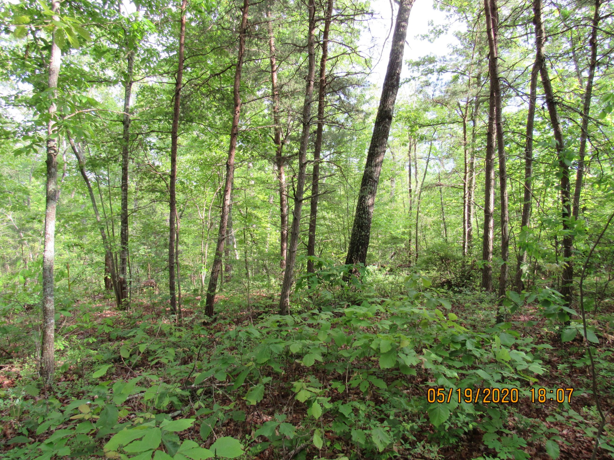 42 Coon Hollow Road Deer Lodge, TN 37726 - Photo 8 of 40 a view of forest