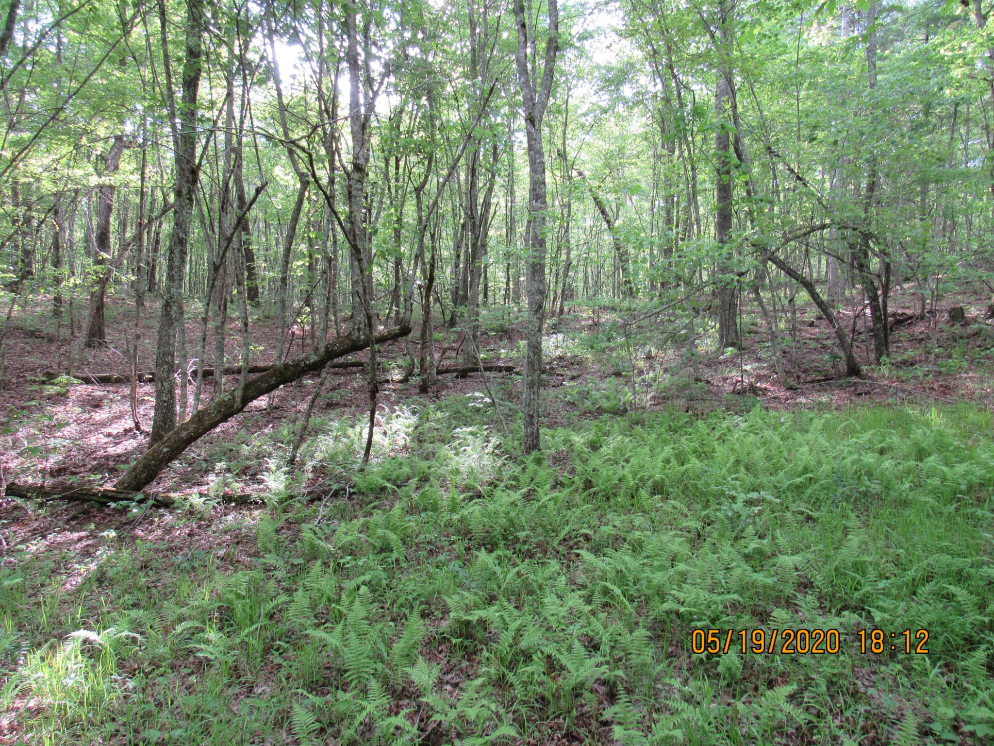 42 Coon Hollow Road Deer Lodge, TN 37726 - Photo 10 of 40 a big yard with lots of green space and trees