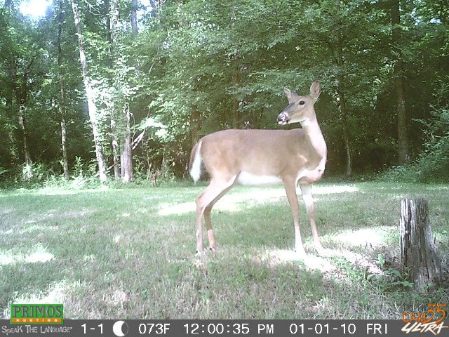 726 Comer Road Gray, GA 31032 - Photo 6 of 8