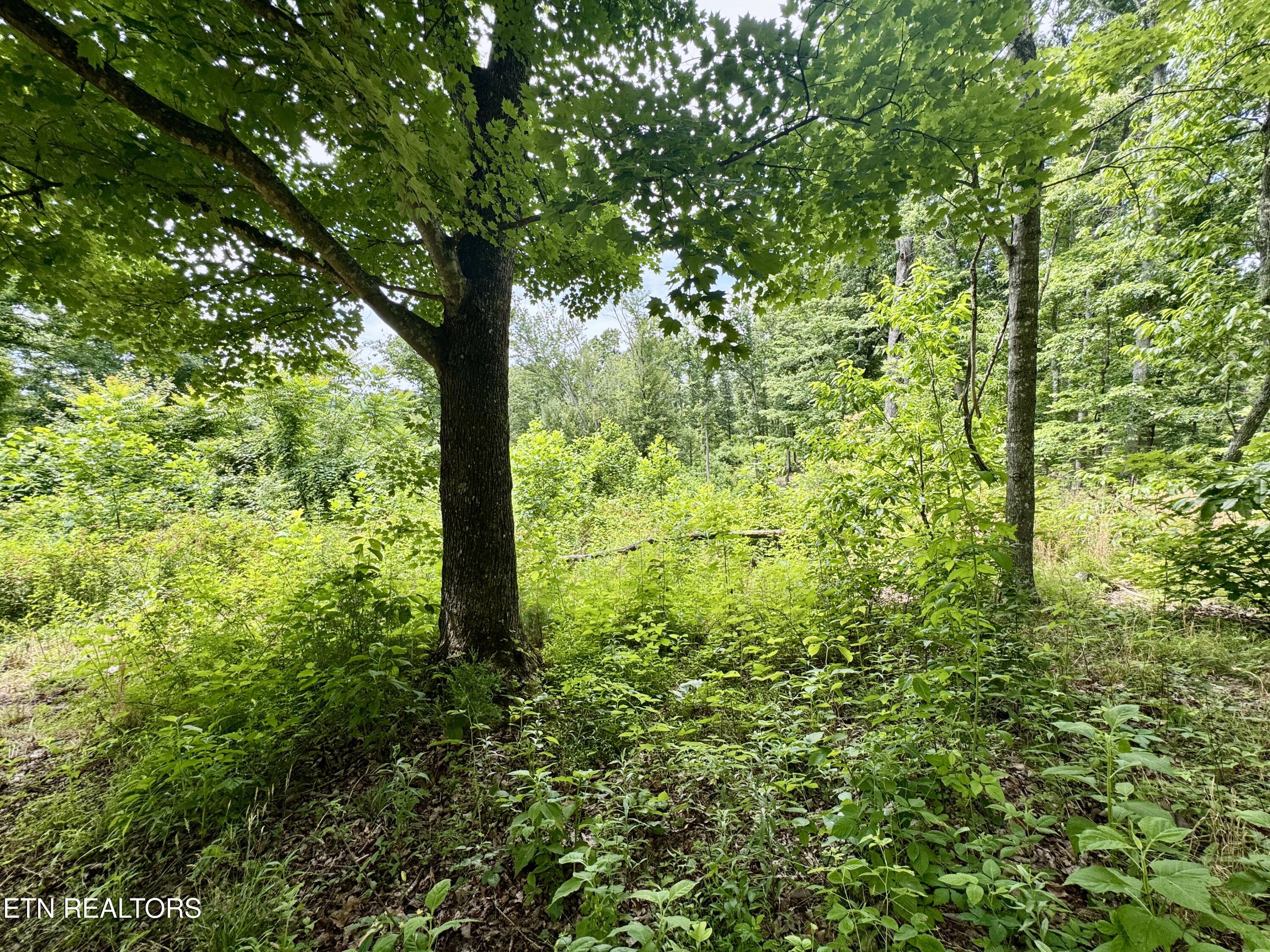 378 Johnson Hollow Road New Tazewell, TN 37825 - Photo 30 of 35 1-30