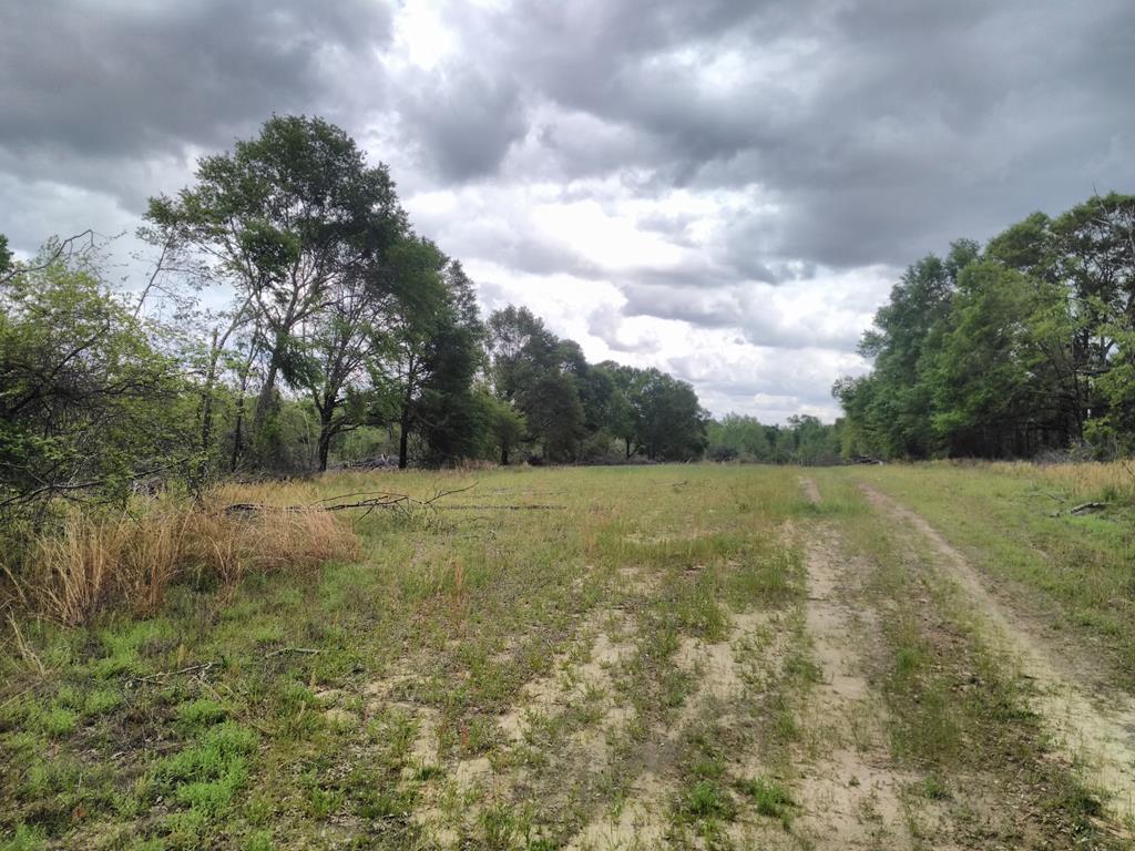 0 County Road 65 Abbeville, AL 36310 - Photo 1 of 1
