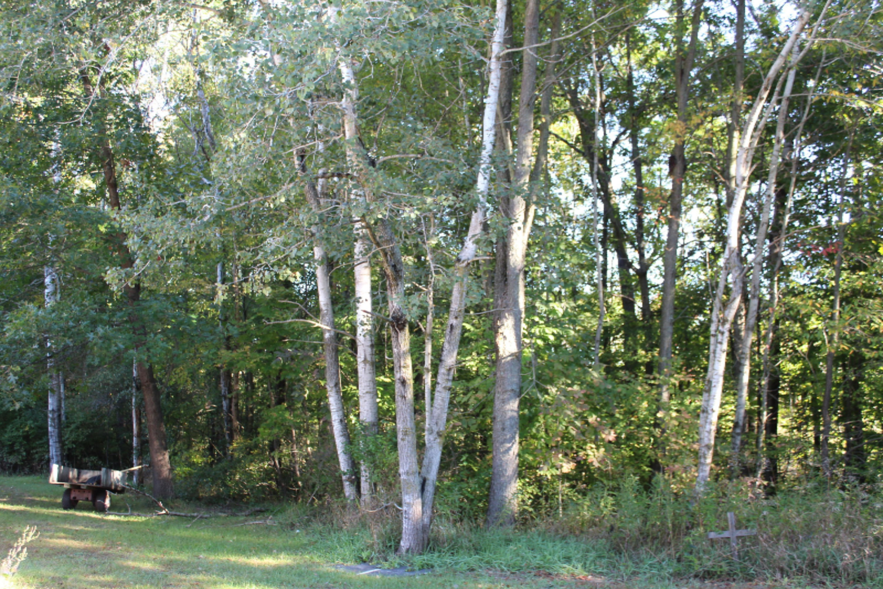 4162 Wheeler Road Belding, MI 48809 - Photo 6 of 25 IMG_0070