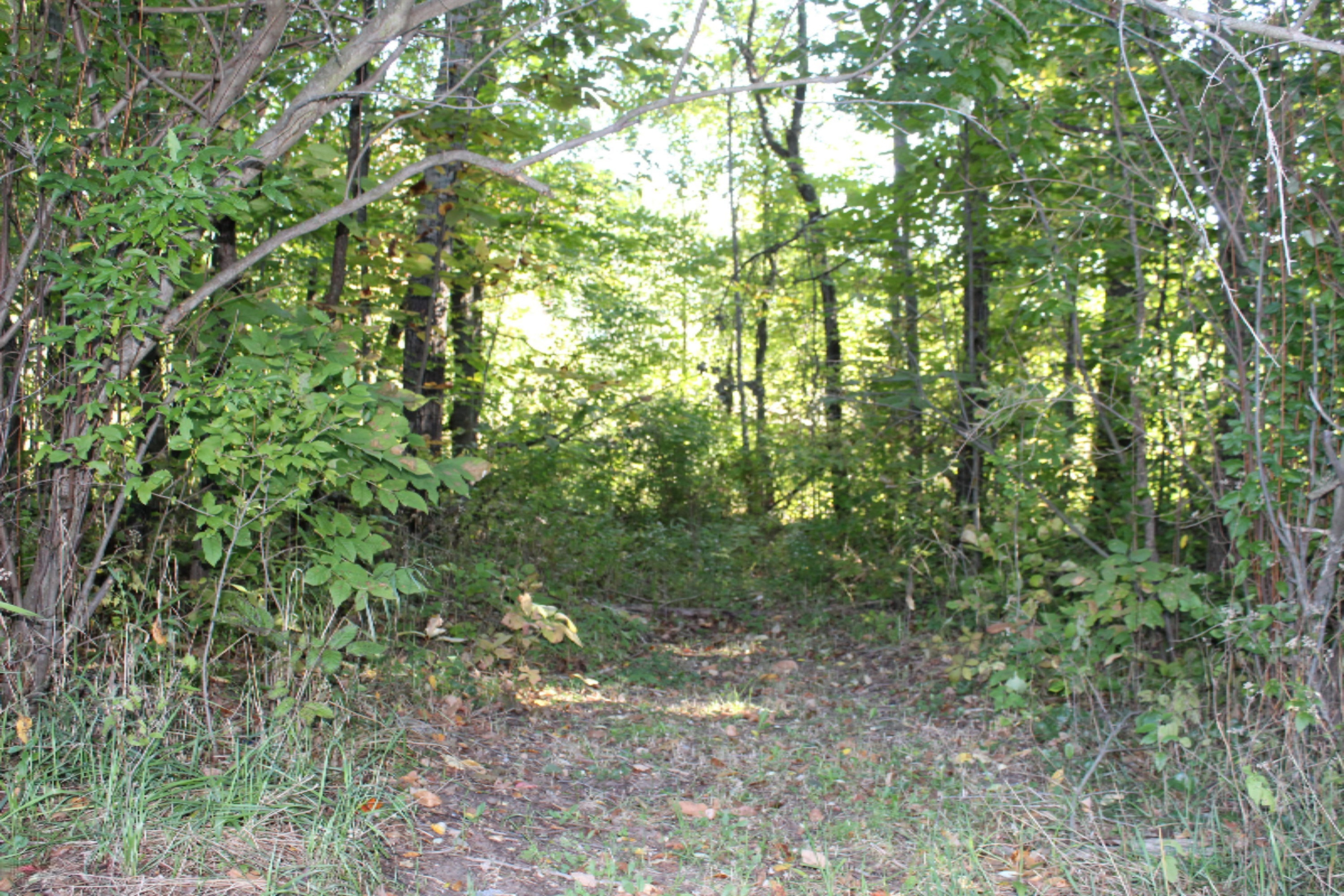 4162 Wheeler Road Belding, MI 48809 - Photo 7 of 25 IMG_0072