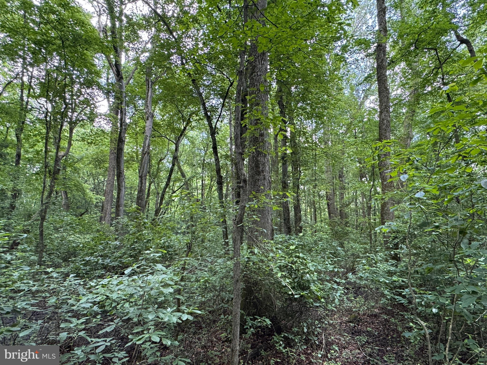 Trunk Line Road Henderson, MD 21640 - Photo 7 of 7 a view of forest