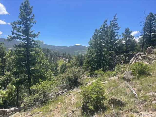 a view of a forest with a forest