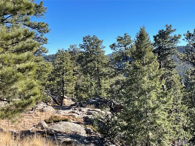 a view of a tree in a yard with a tree