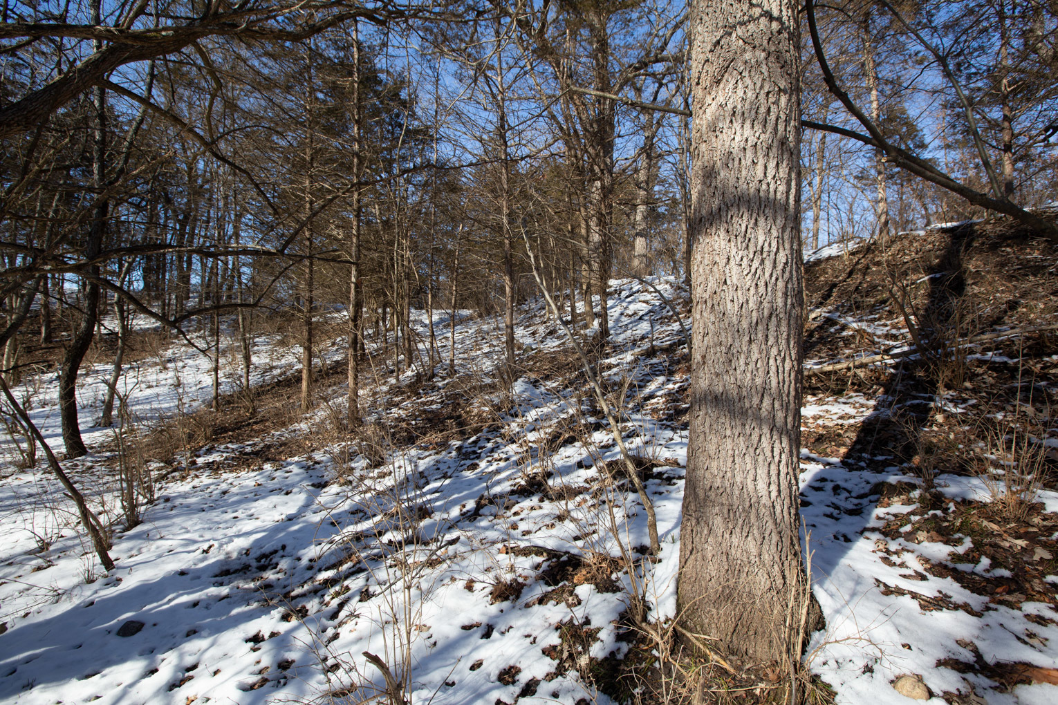 1102 North 1929th Road Tonica, IL 61370 - Photo 13 of 20 a picture of tree