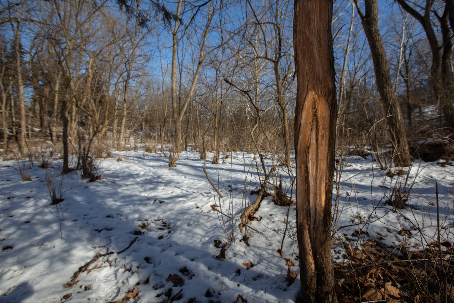 1102 North 1929th Road Tonica, IL 61370 - Photo 14 of 20 a view of a yard with trees