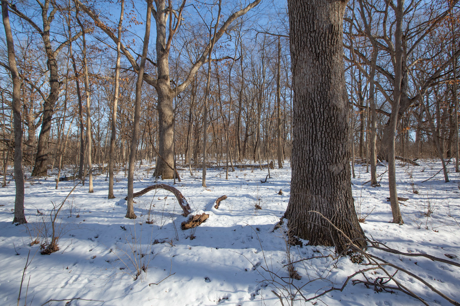 1102 North 1929th Road Tonica, IL 61370 - Photo 17 of 20 a view of a yard with a tree
