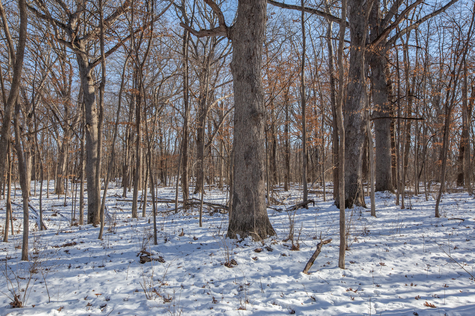 1102 North 1929th Road Tonica, IL 61370 - Photo 18 of 20 a backyard of a house with lots of trees