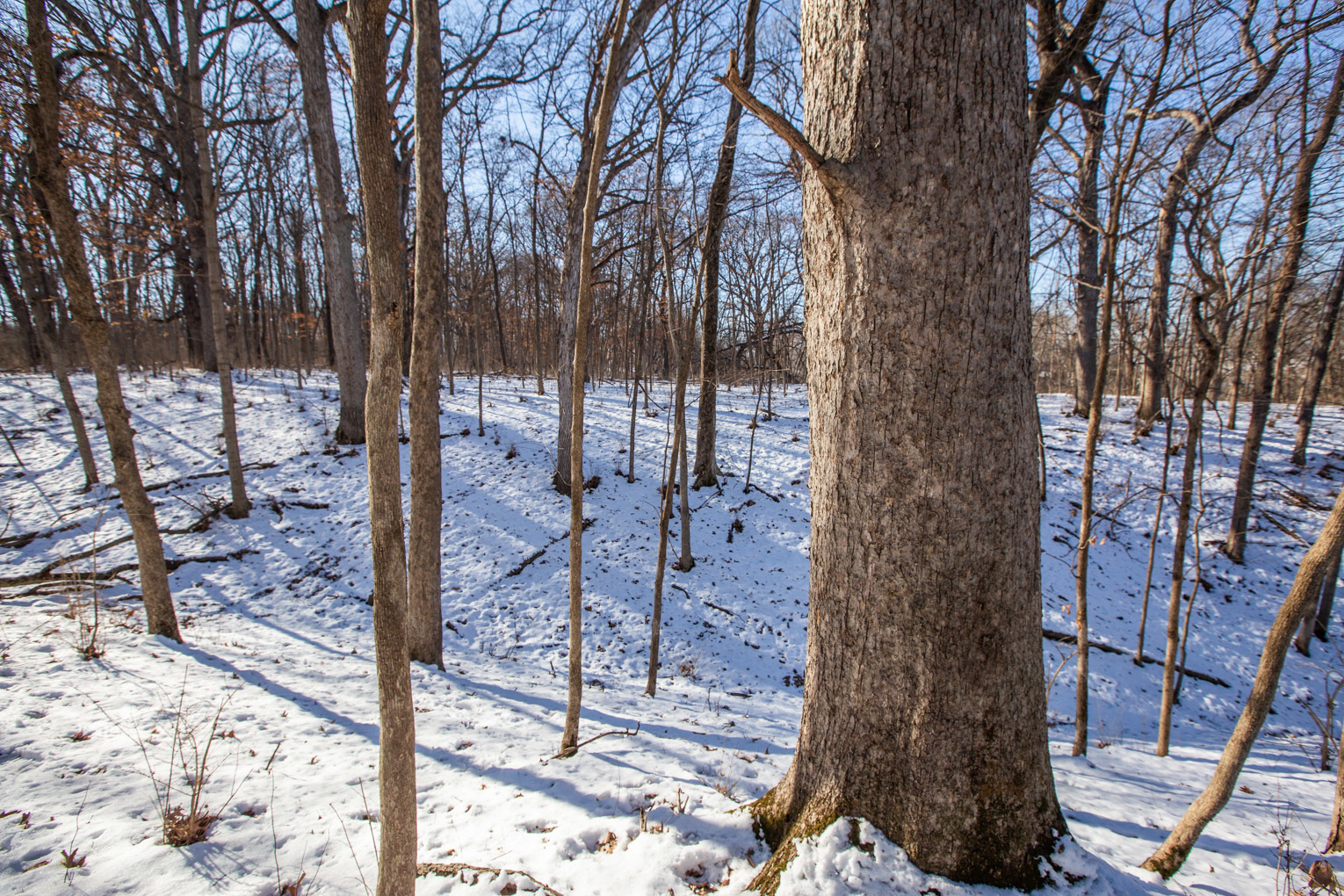 1102 North 1929th Road Tonica, IL 61370 - Photo 19 of 20 a backyard of a house with lots of green space