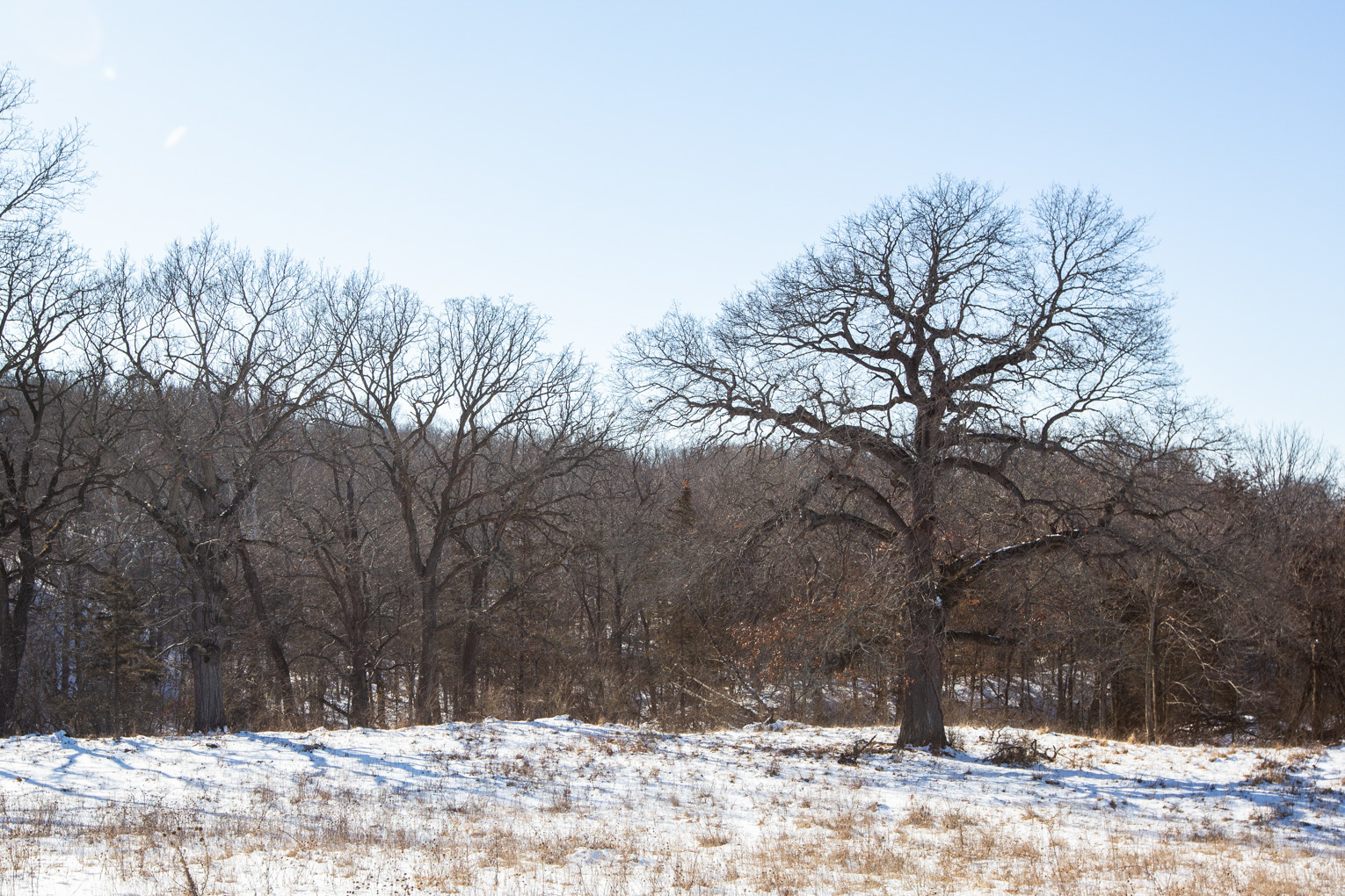 1102 North 1929th Road Tonica, IL 61370 - Photo 8 of 20 a view of a yard covered in snow