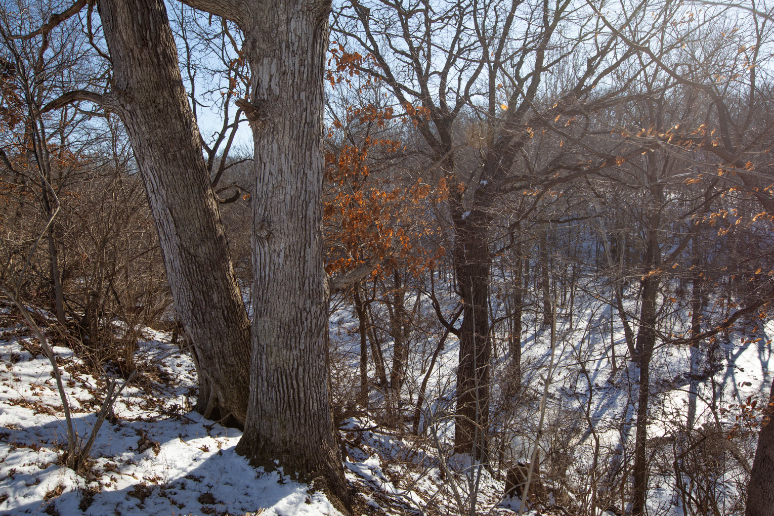1102 North 1929th Road Tonica, IL 61370 - Photo 9 of 20 a view of forest
