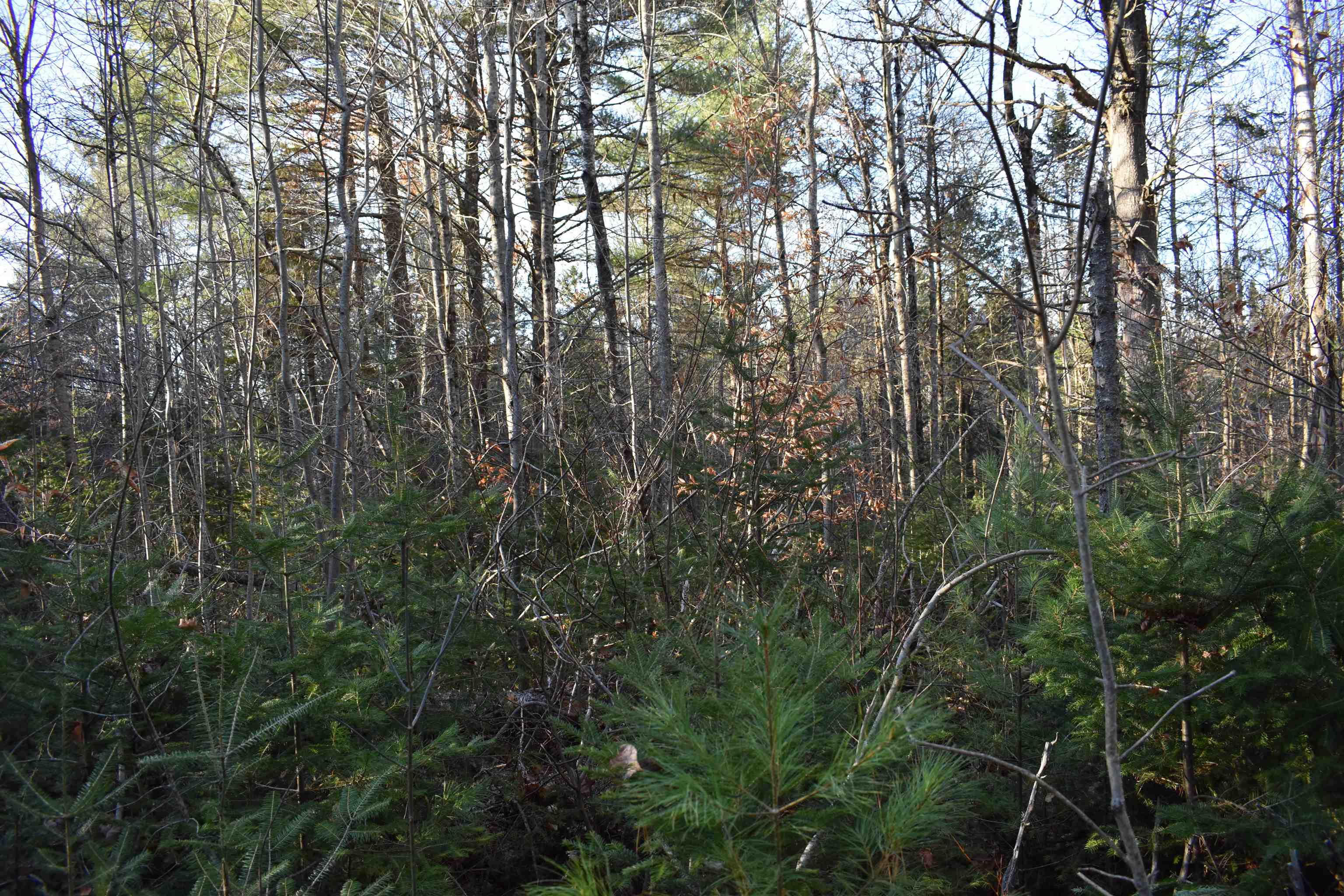 North Groton Road Hebron, NH 03241 - Photo 4 of 7