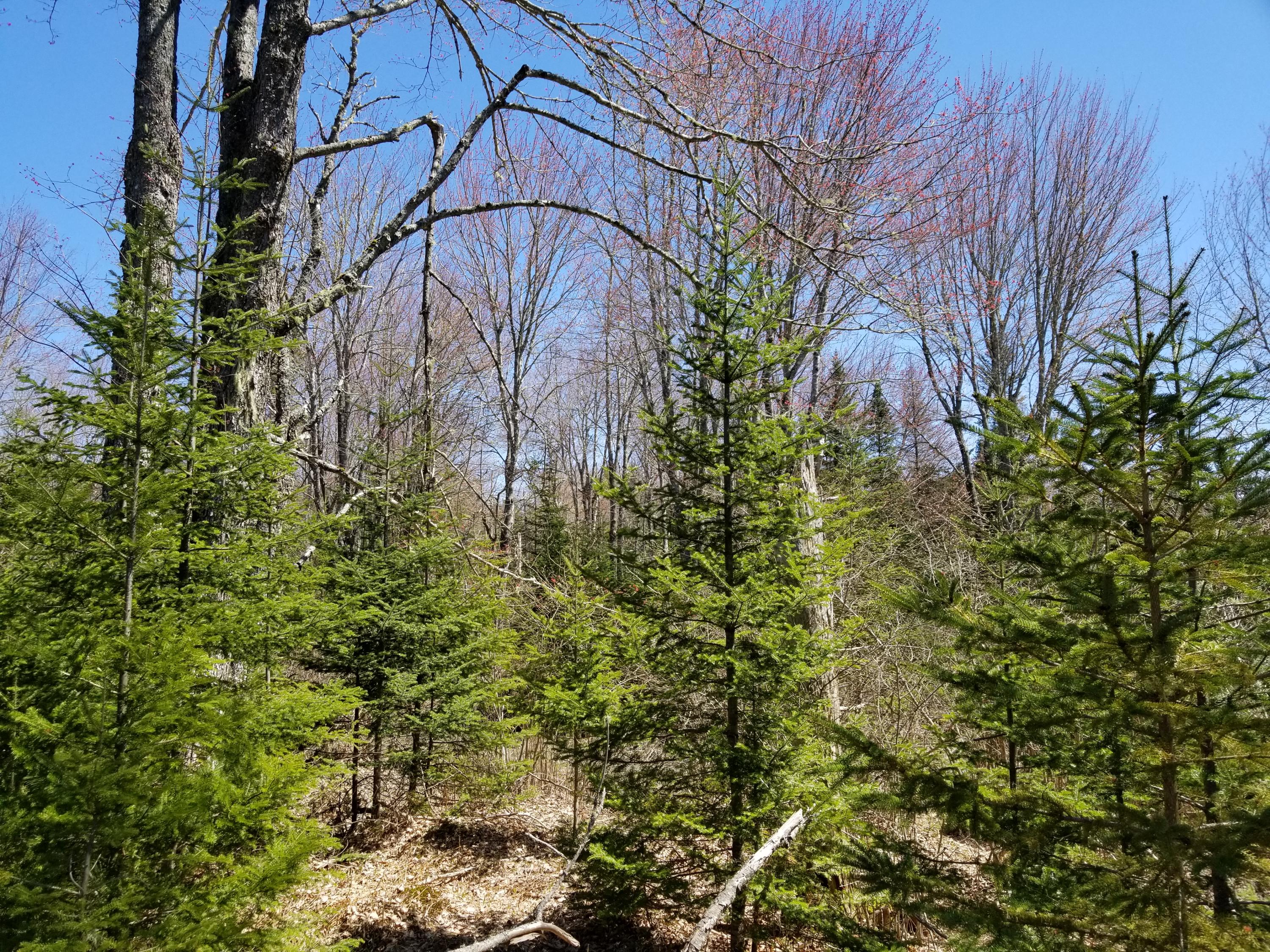160 Southern Bay Road Penobscot, ME 04476 - Photo 22 of 62 22 Woodlot