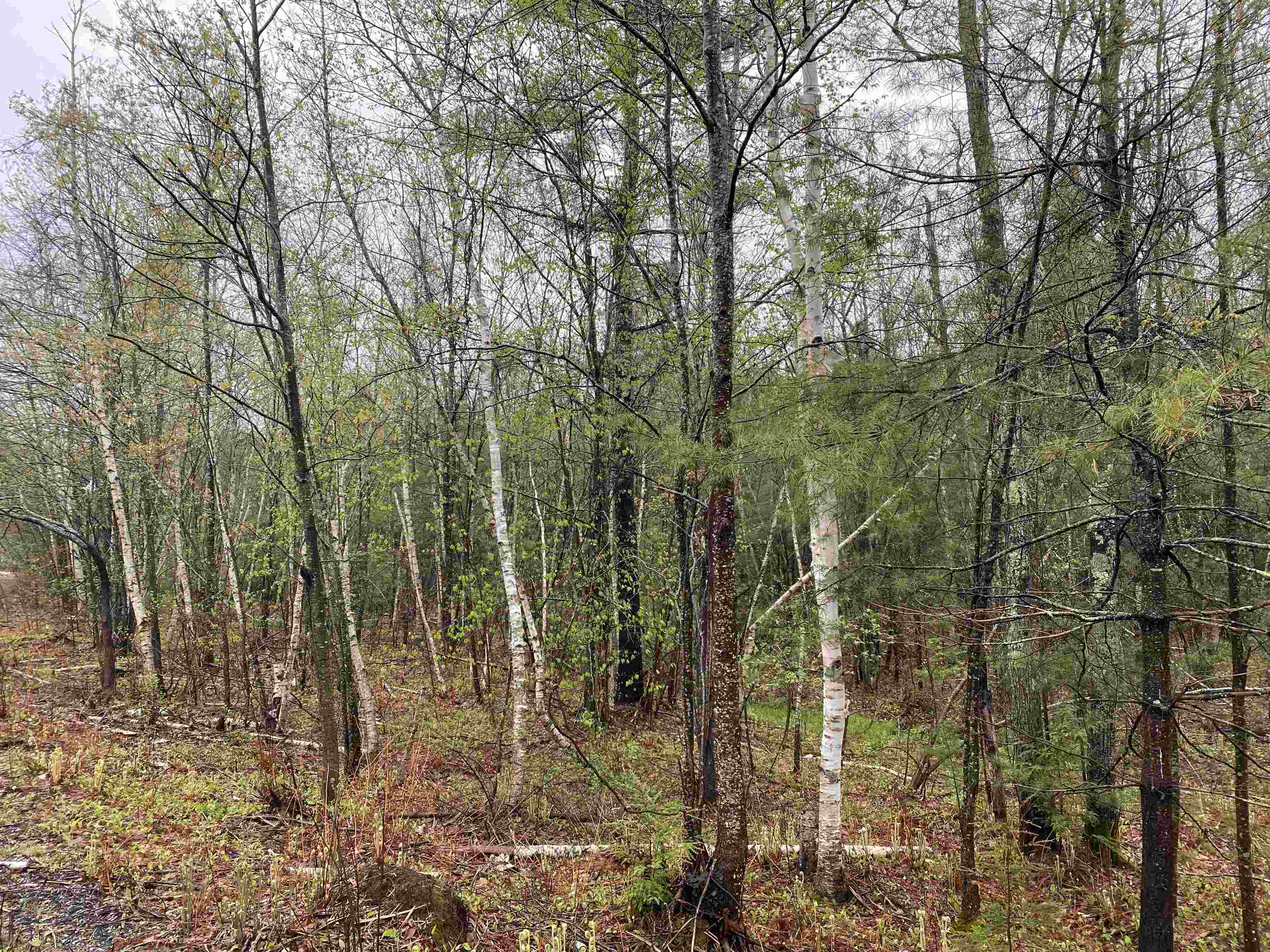 Catamount Road Pittsfield, NH 03263 - Photo 6 of 17