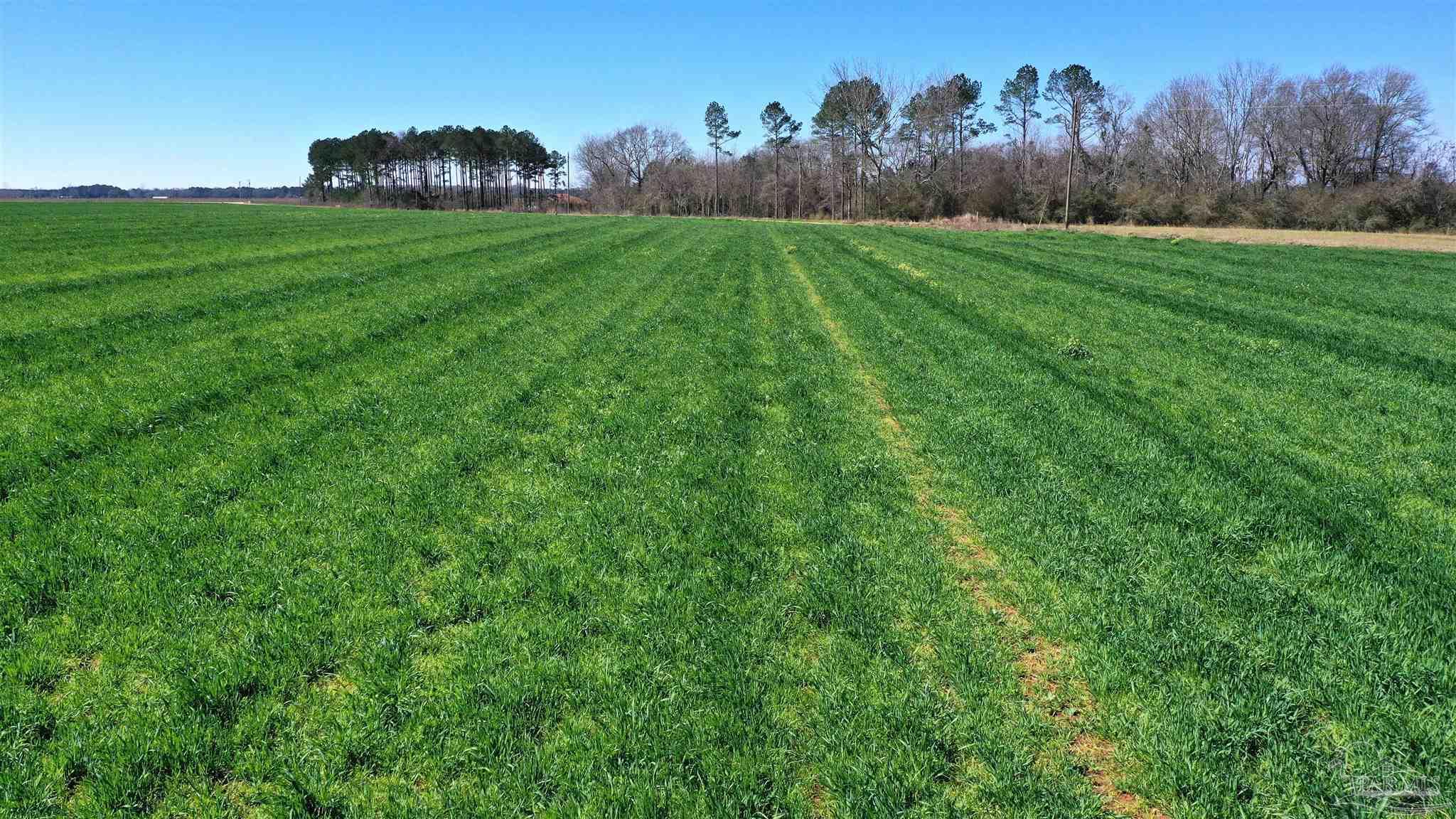 Lot 1 Mccullough Road Atmore, AL 36502 - Photo 6 of 9