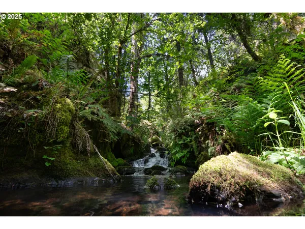 a view of a lake in middle of the forest