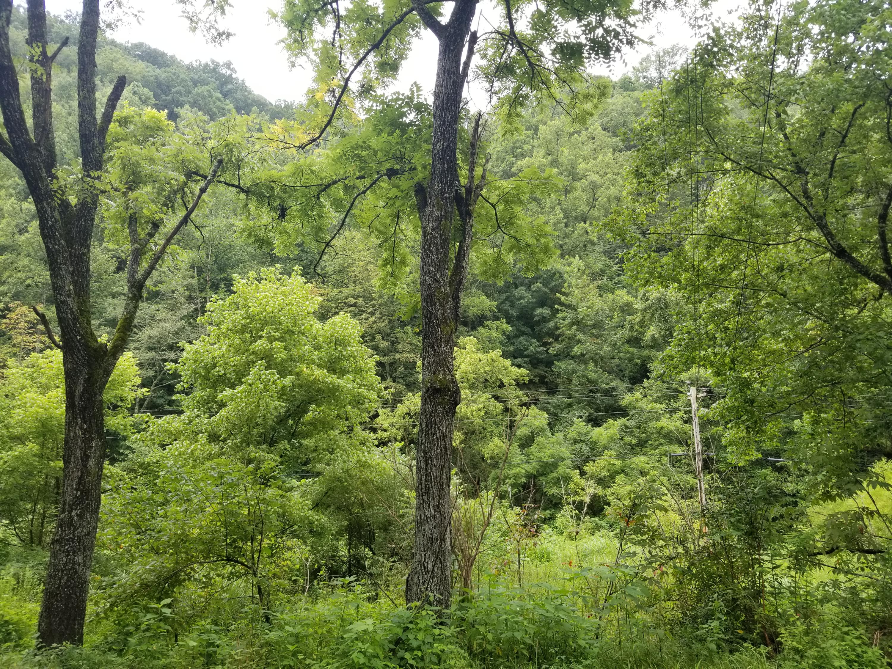 Flower Gap Road Blackwater, VA 24221 - Photo 1 of 12 20190718_105443