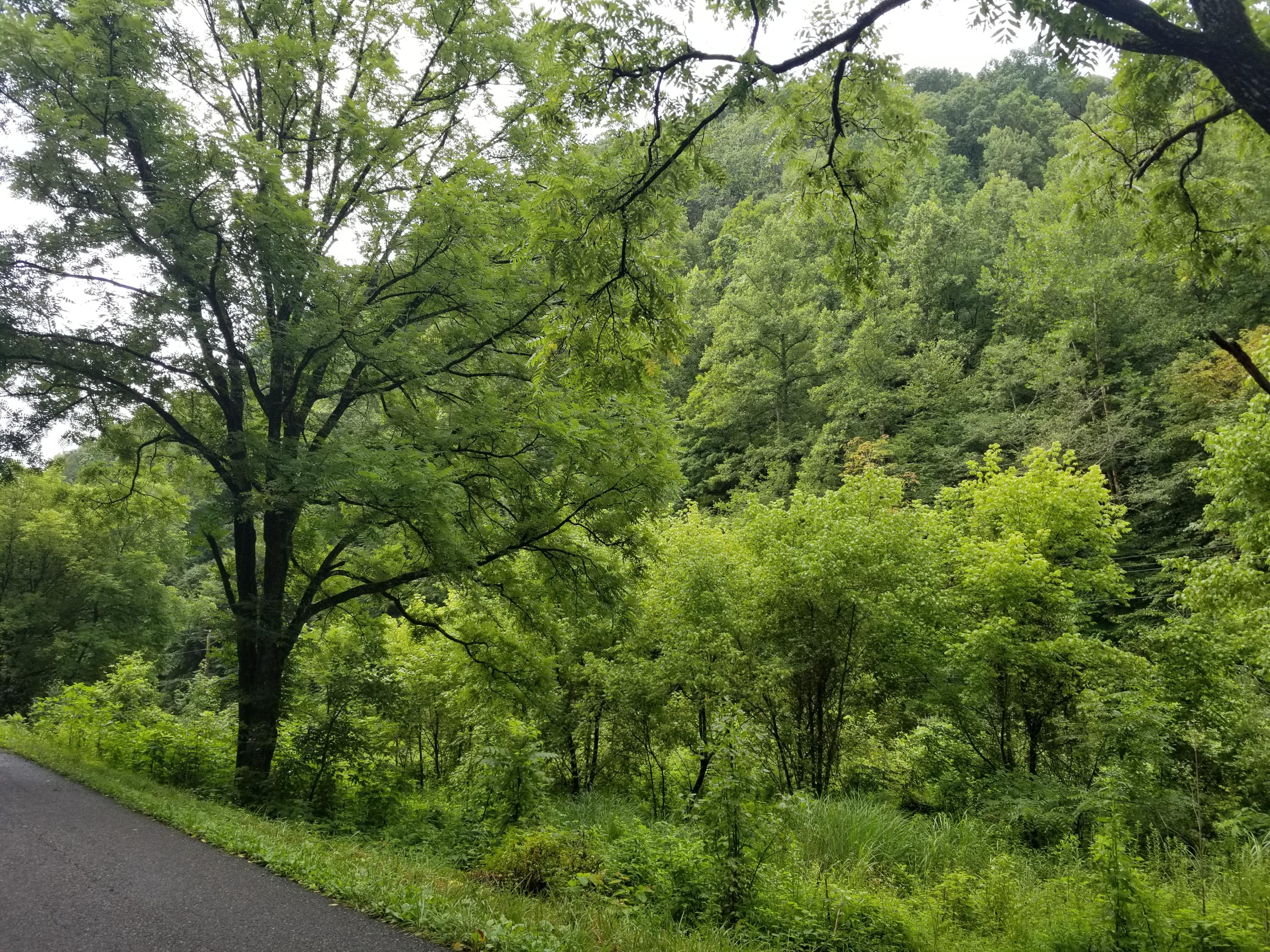 Flower Gap Road Blackwater, VA 24221 - Photo 2 of 12 20190718_105450