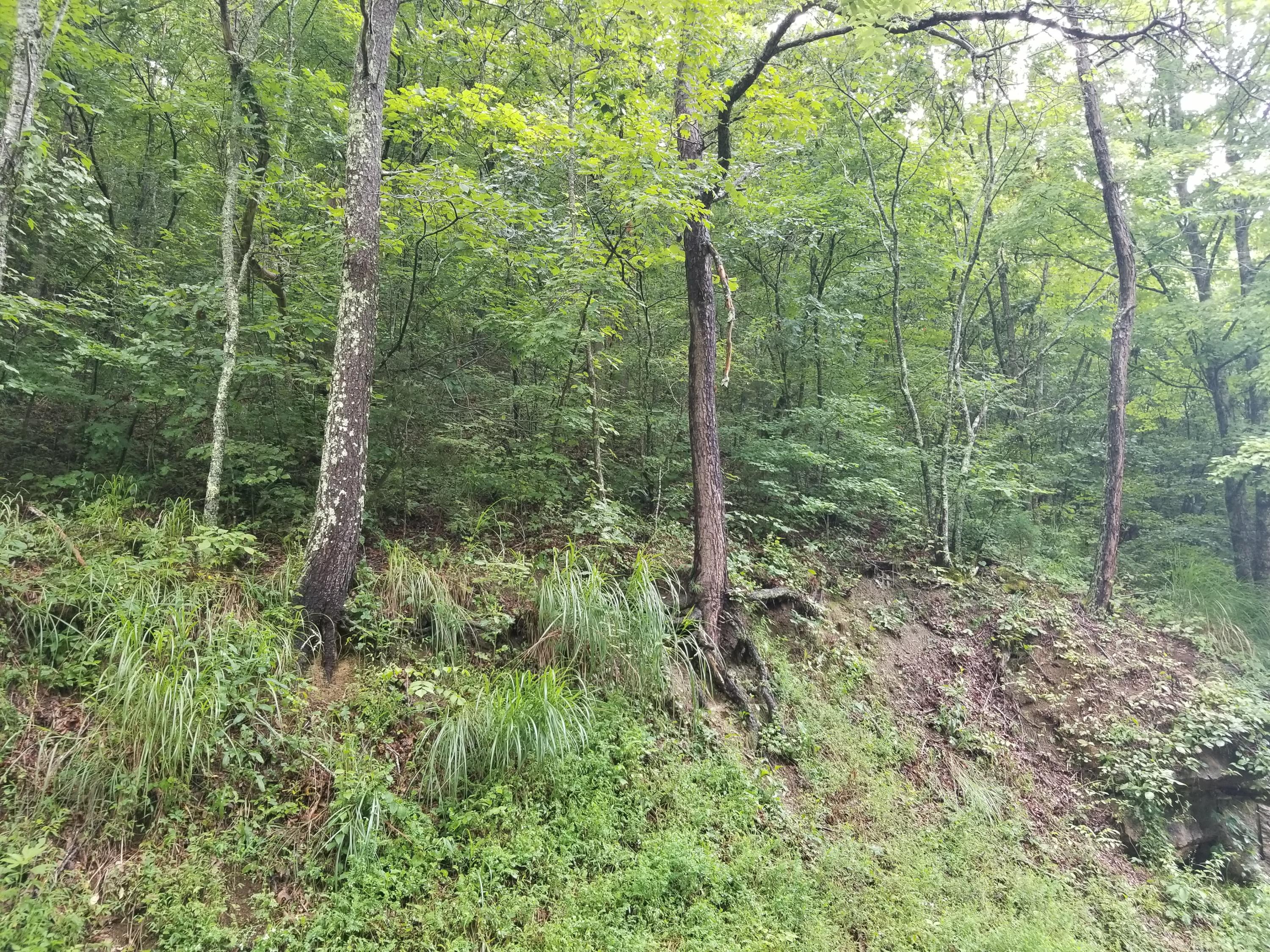 Flower Gap Road Blackwater, VA 24221 - Photo 11 of 12 20190718_105616