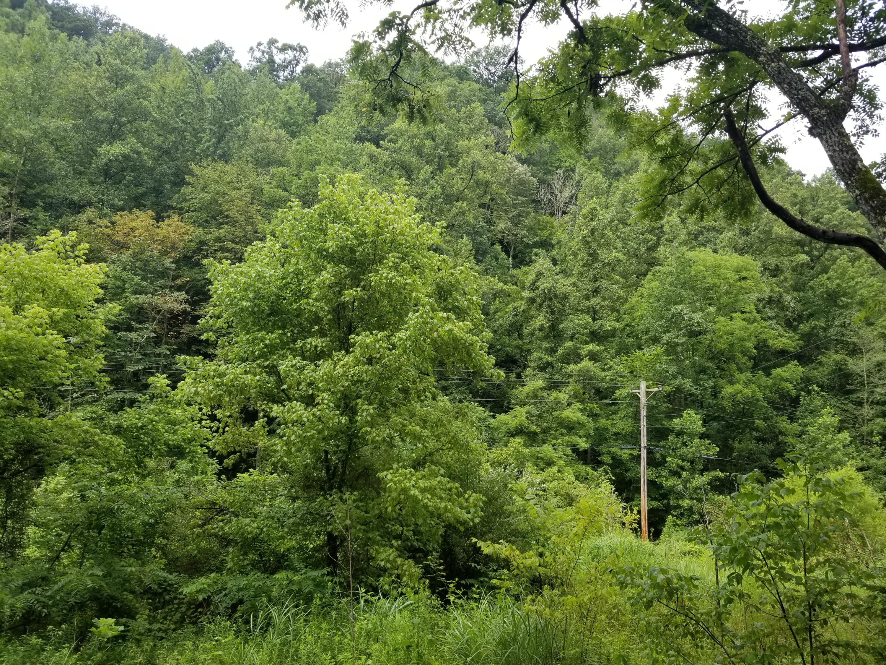 Flower Gap Road Blackwater, VA 24221 - Photo 3 of 12 20190718_105505
