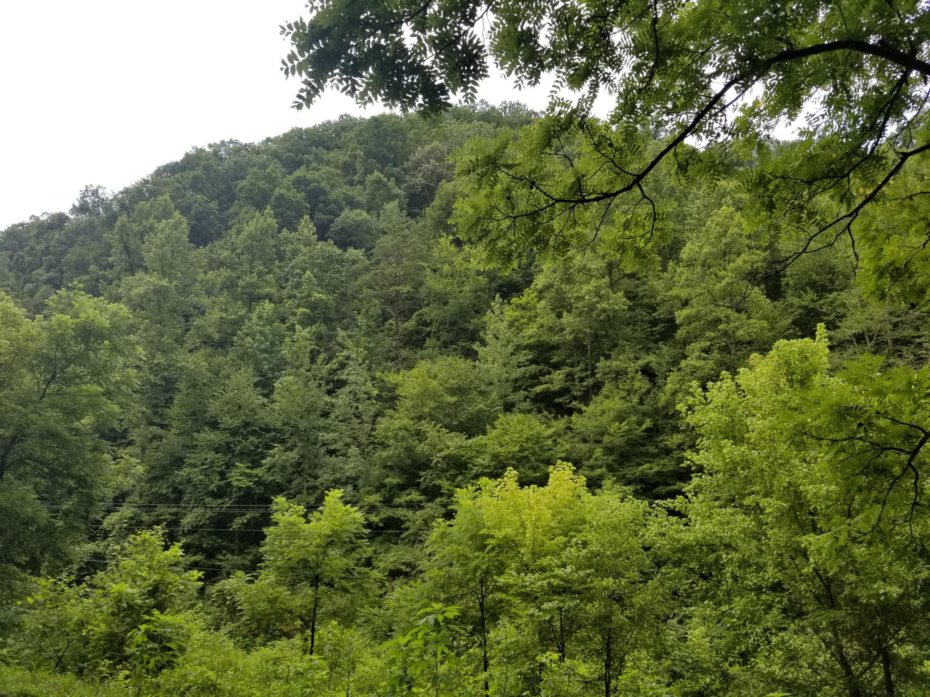 Flower Gap Road Blackwater, VA 24221 - Photo 5 of 12 20190718_105535
