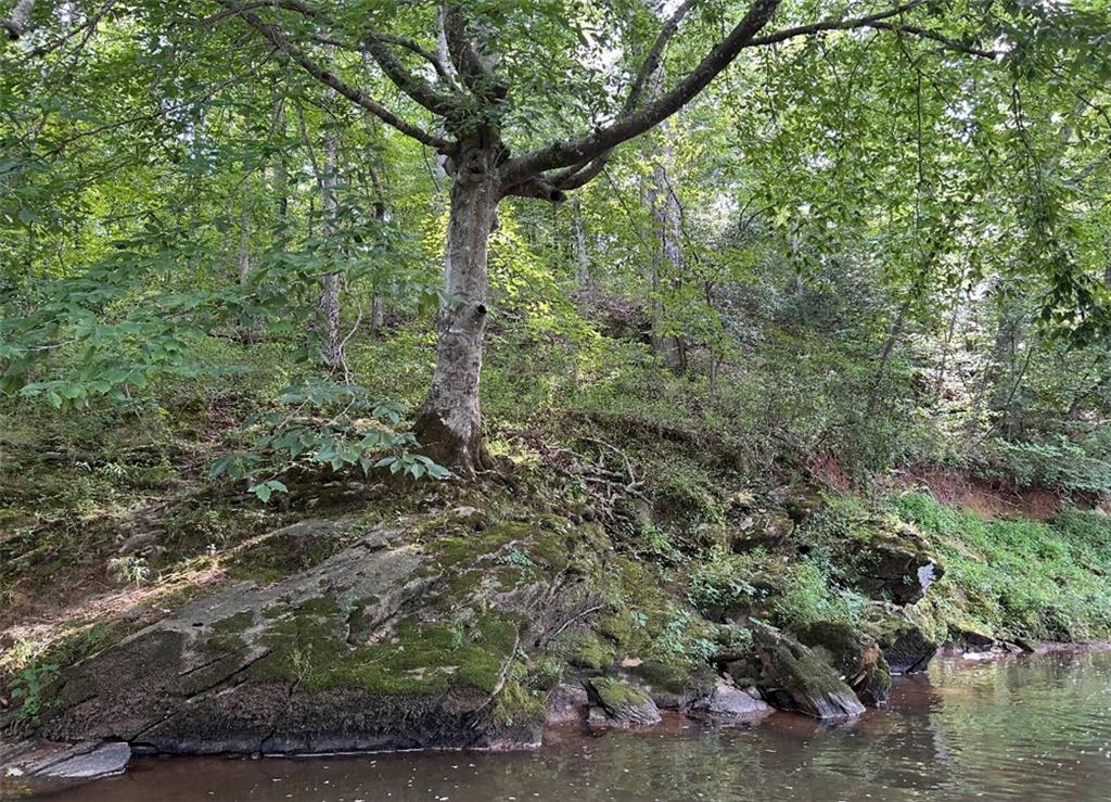 1560 Howell Bridge Road Ball Ground, GA 30107 - Photo 12 of 14 a view of a forest with trees