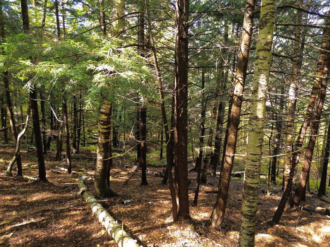 350 Anne Burns Road, Unit 19 & 20 Warren, VT 05674 - Photo 5 of 13