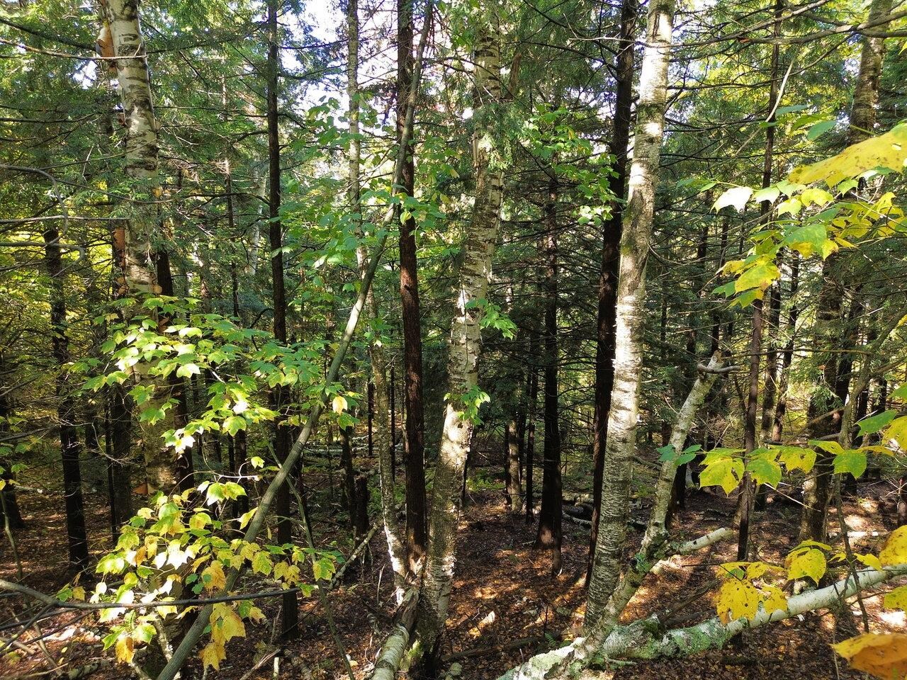 350 Anne Burns Road, Unit 19 & 20 Warren, VT 05674 - Photo 8 of 13