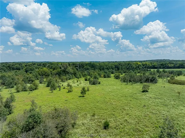 a view of a bunch of trees in the background