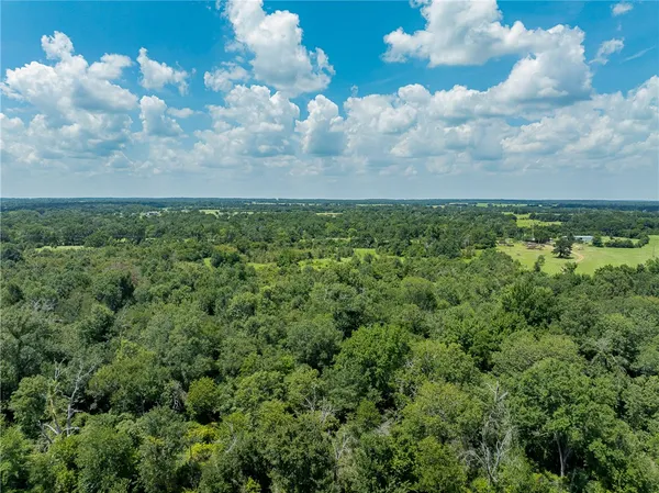 view of a bunch of trees