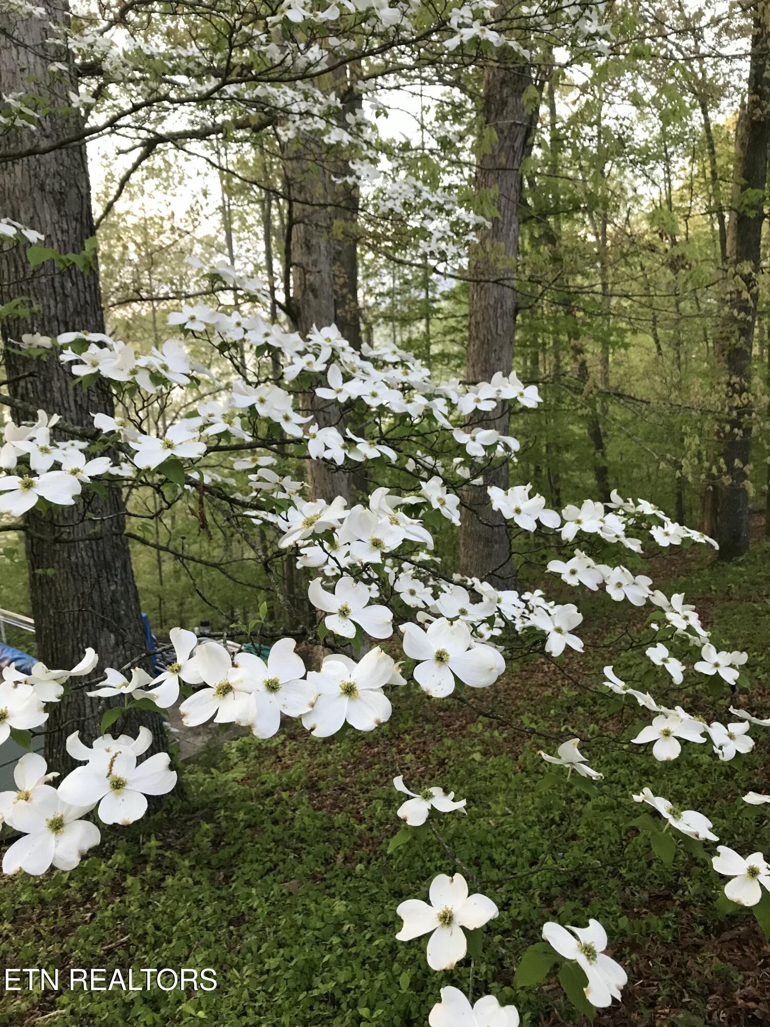 804 South Shiloh Road Seymour, TN 37865 - Photo 13 of 60 IMG_20260223_180949