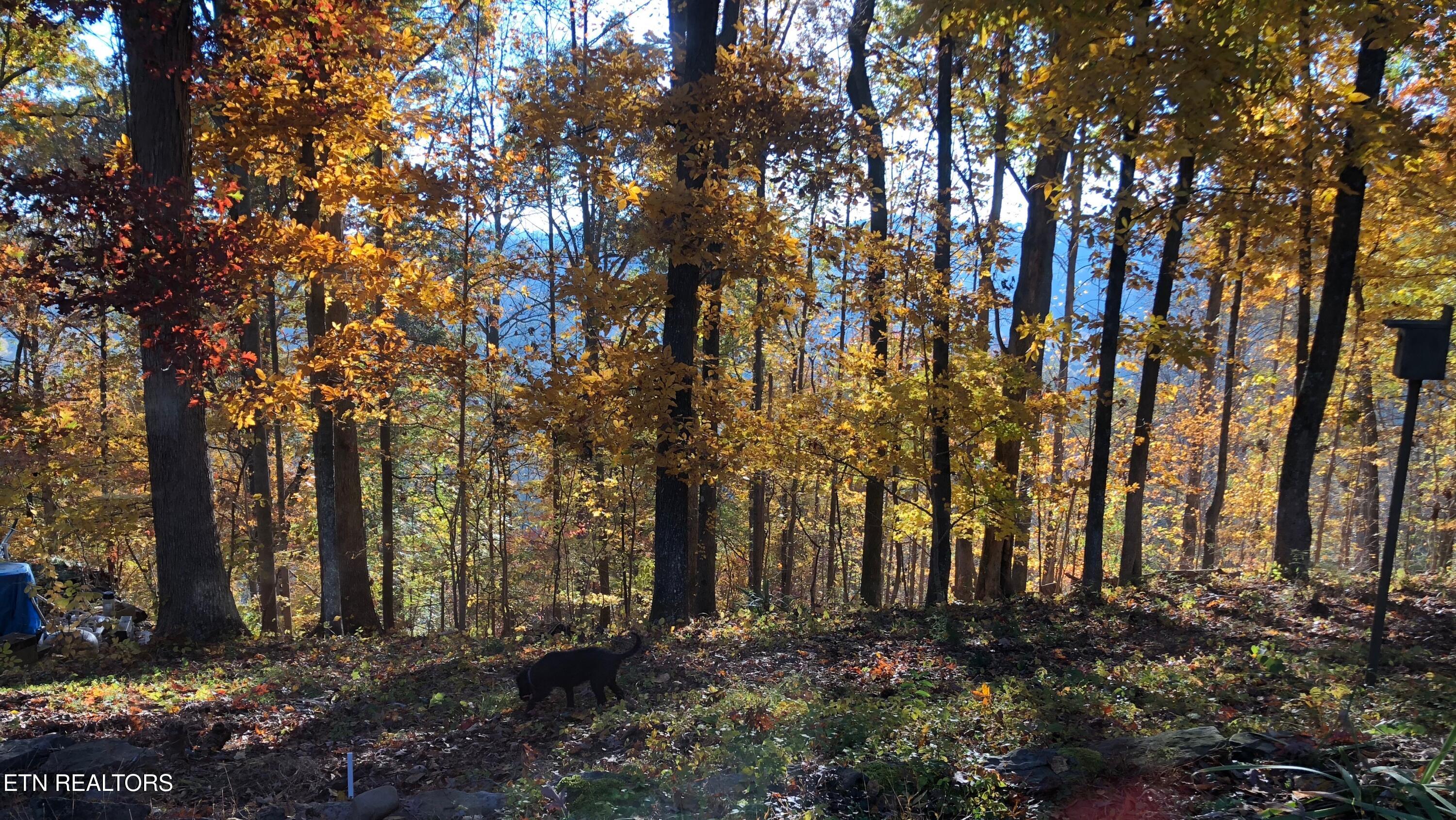 804 South Shiloh Road Seymour, TN 37865 - Photo 3 of 60 IMG_20260223_180946