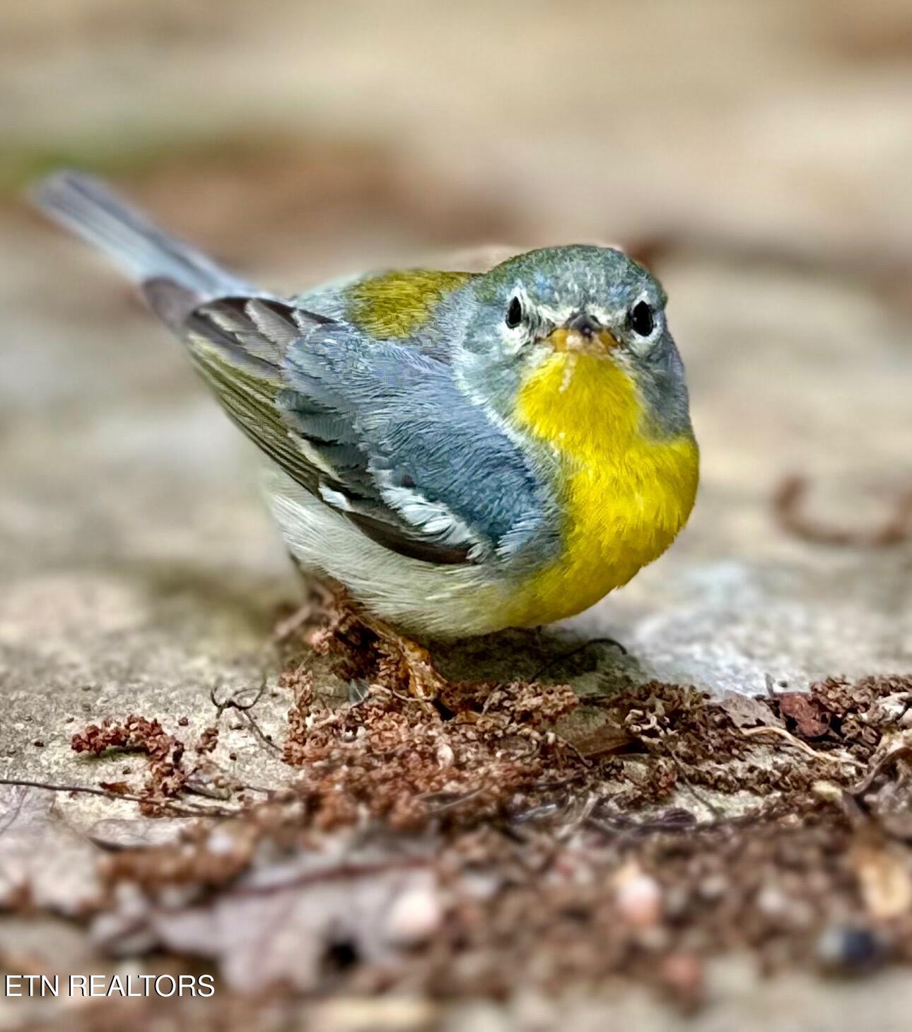 804 South Shiloh Road Seymour, TN 37865 - Photo 44 of 60 1000006607