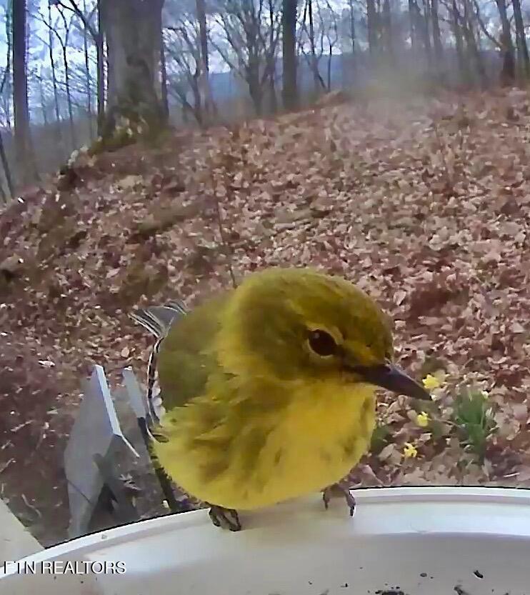 804 South Shiloh Road Seymour, TN 37865 - Photo 45 of 60 1000006609