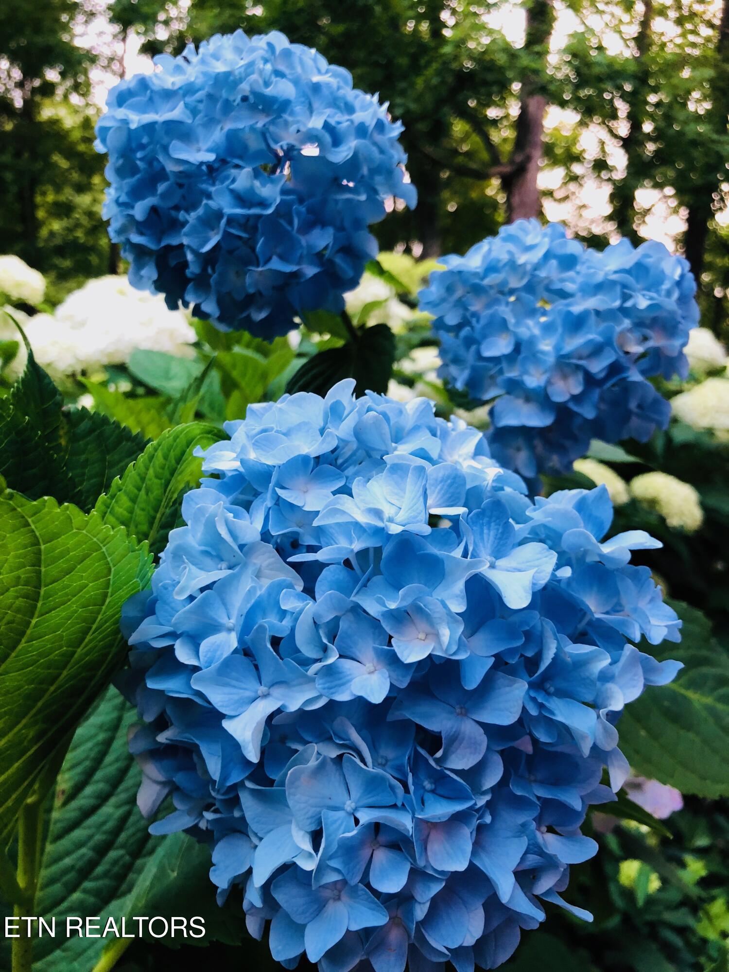 804 South Shiloh Road Seymour, TN 37865 - Photo 60 of 60 IMG_20260223_180943