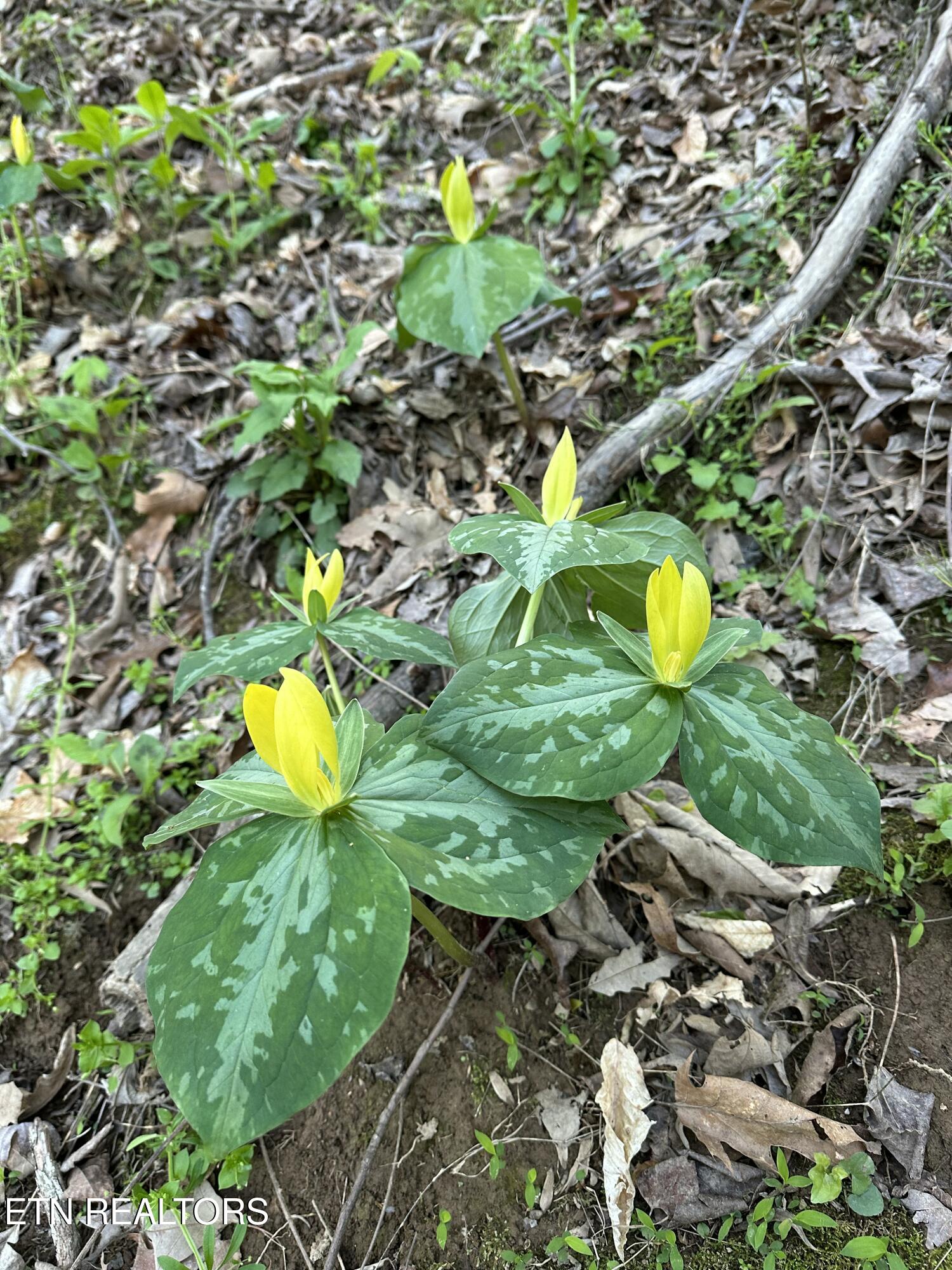 804 South Shiloh Road Seymour, TN 37865 - Photo 6 of 60 IMG_20260223_180902