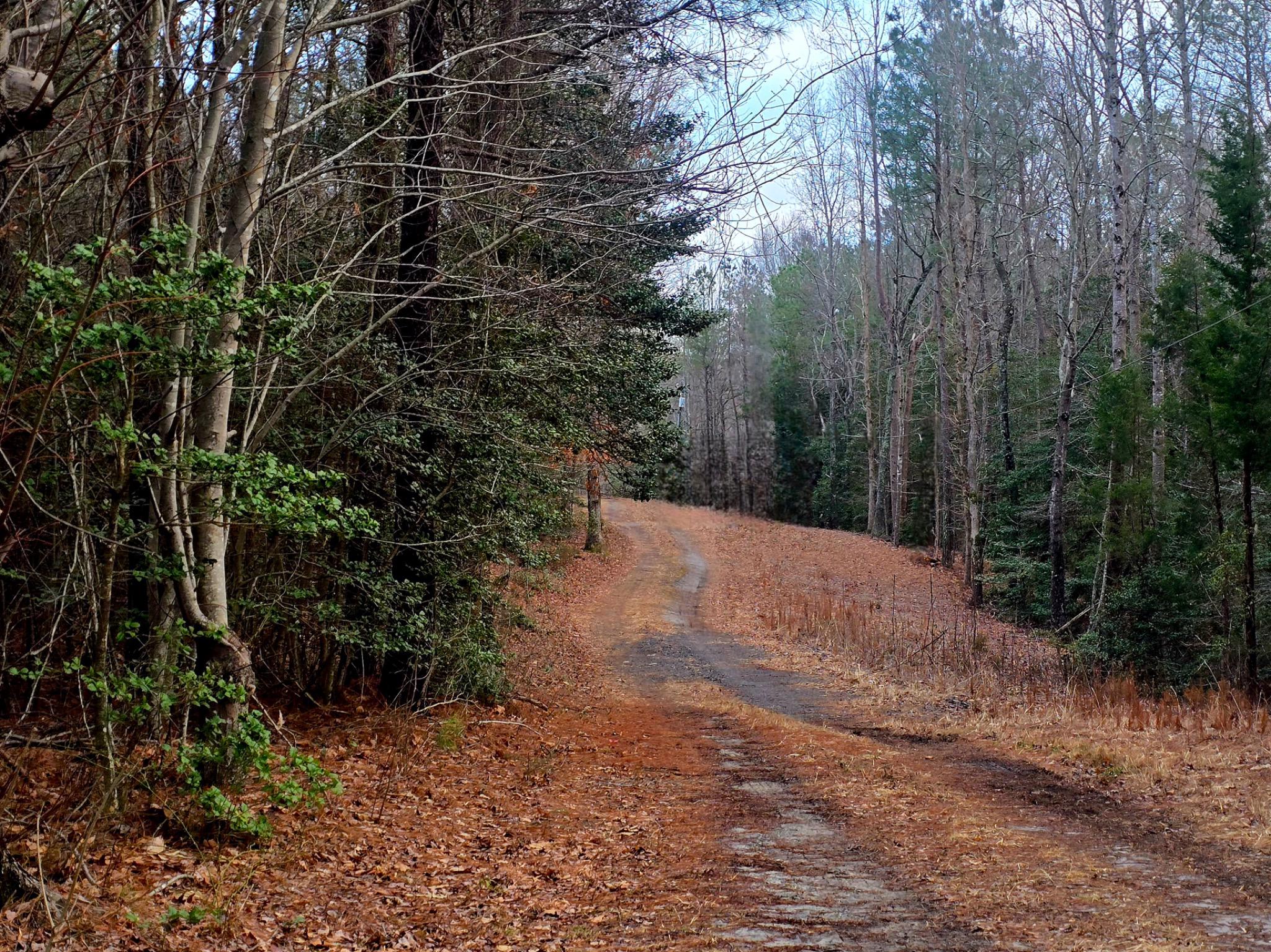 3746 Enos Road Gloucester, VA 23061 - Photo 2 of 2 Natural Driveway