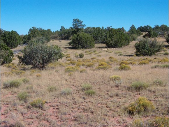 2356 West Red Tie Road Williams, AZ 86046 - Photo 5 of 6 a view of a dry yard covered with trees in the background
