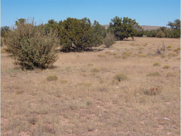 2356 West Red Tie Road Williams, AZ 86046 - Photo 6 of 6 a view of a dry yard covered with snow