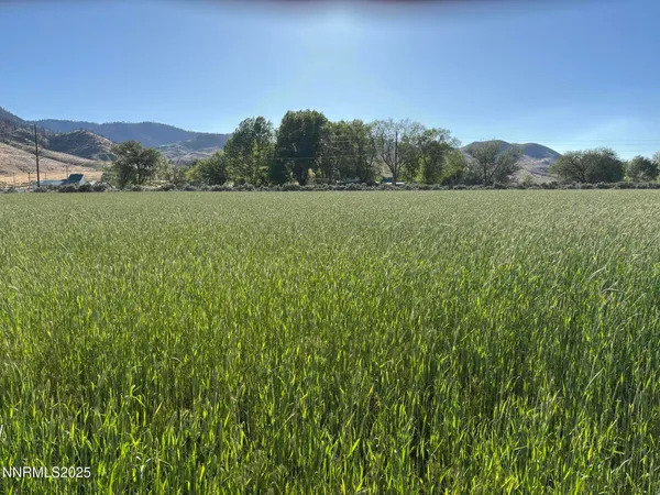 a view of a lush green field with a tree in the background