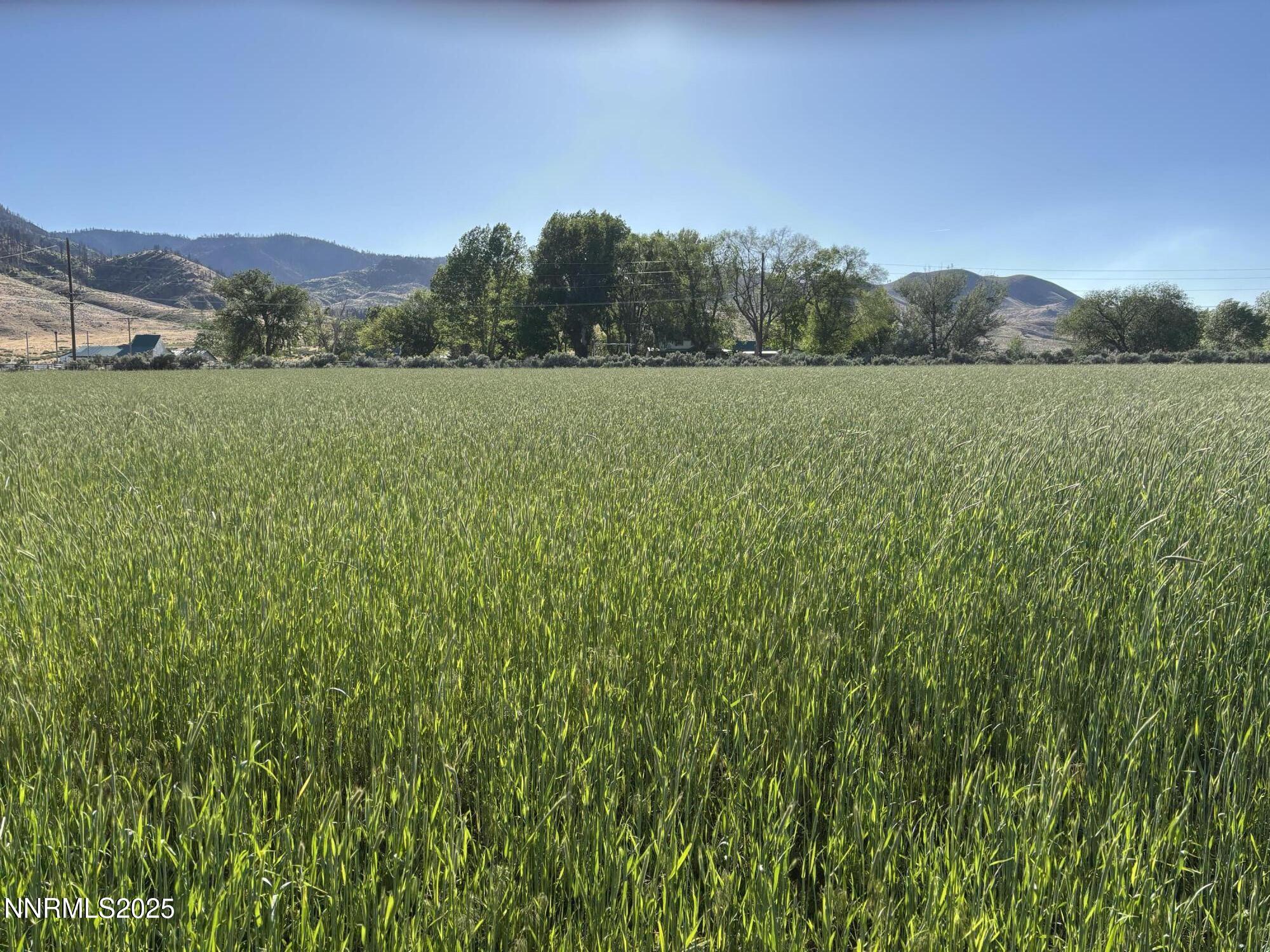 432-250 Constantia Road Doyle, CA 96109 - Photo 4 of 54 a view of a lush green field with a tree in the background