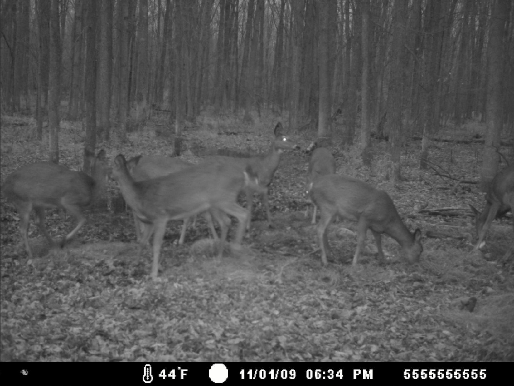 2456 North Edmonds Road Turner, MI 48765 - Photo 3 of 10 MDGC0014