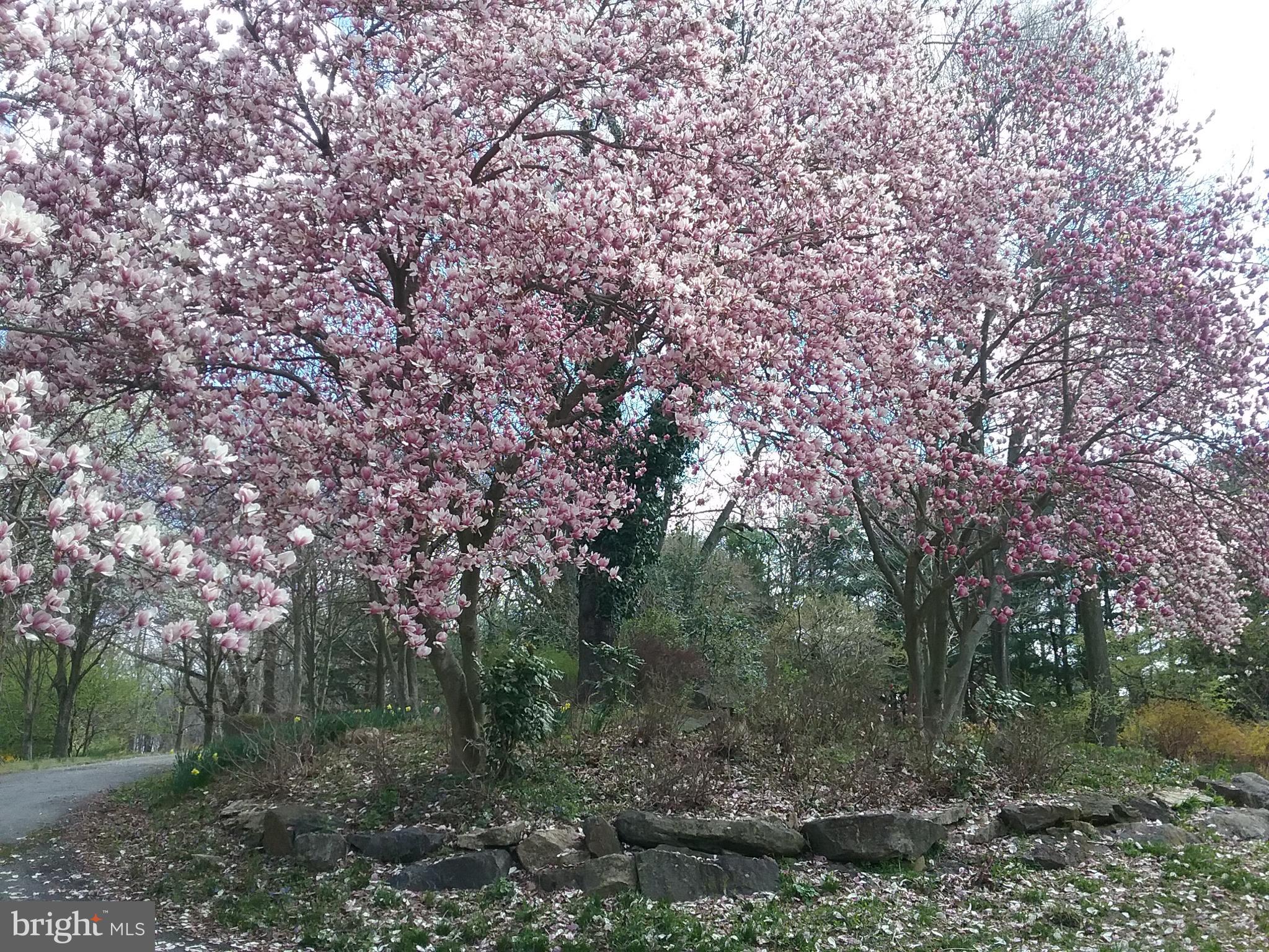 2 Farron Drive Kennett Square, PA 19348 - Photo 68 of 88 In Full Bloom