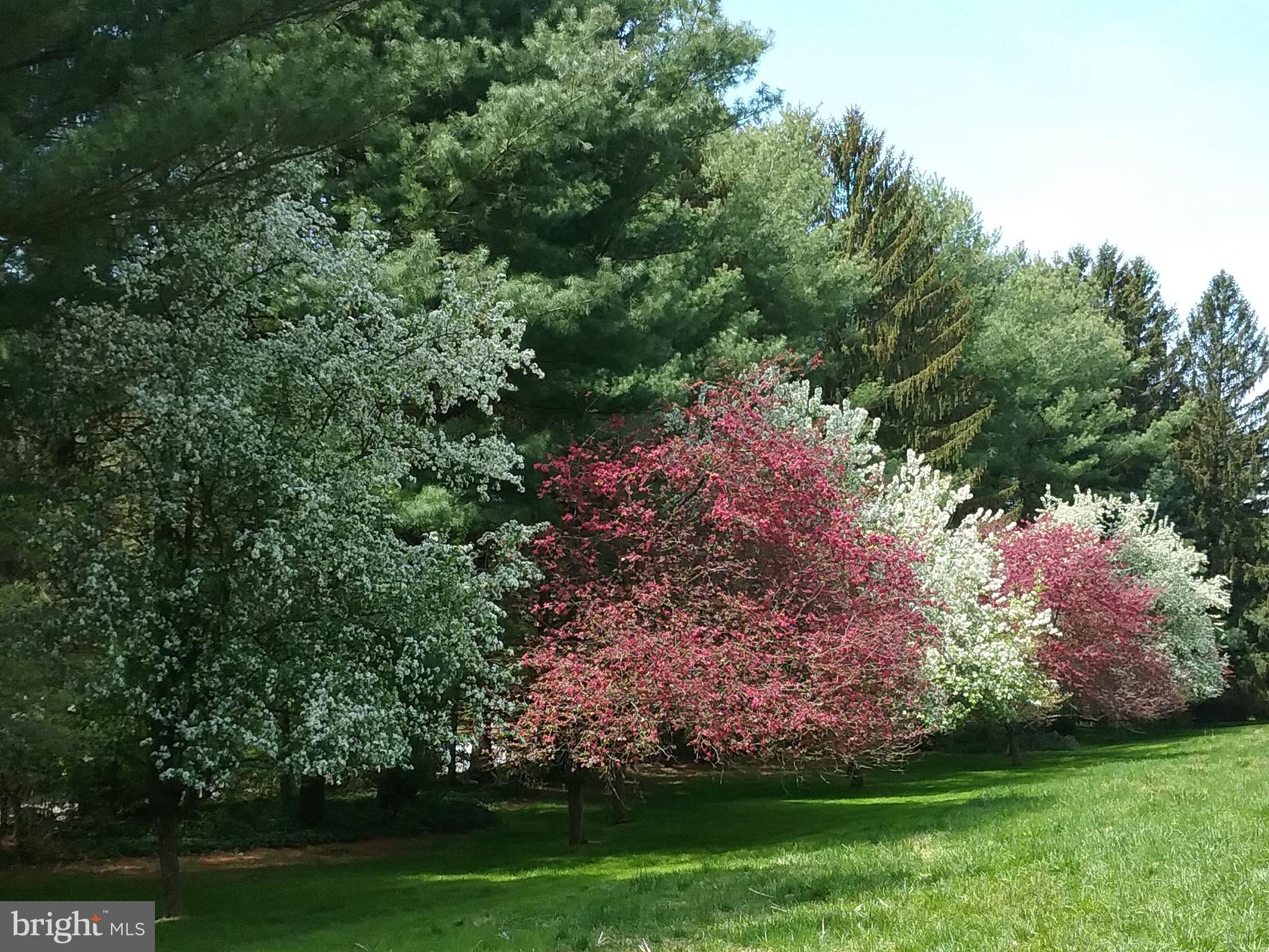 2 Farron Drive Kennett Square, PA 19348 - Photo 71 of 88 Crab Trees in Full Bloom