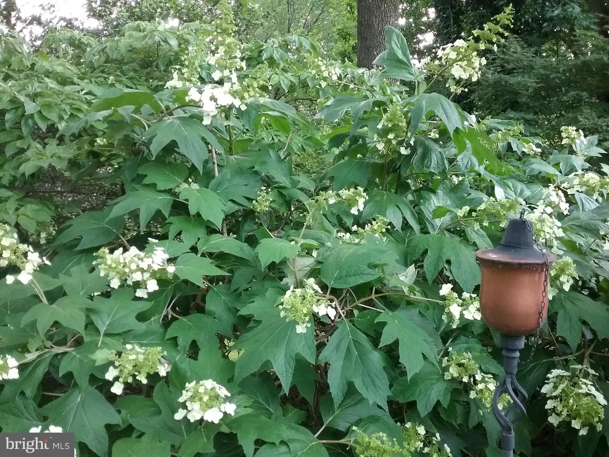 2 Farron Drive Kennett Square, PA 19348 - Photo 75 of 88 In Full Bloom