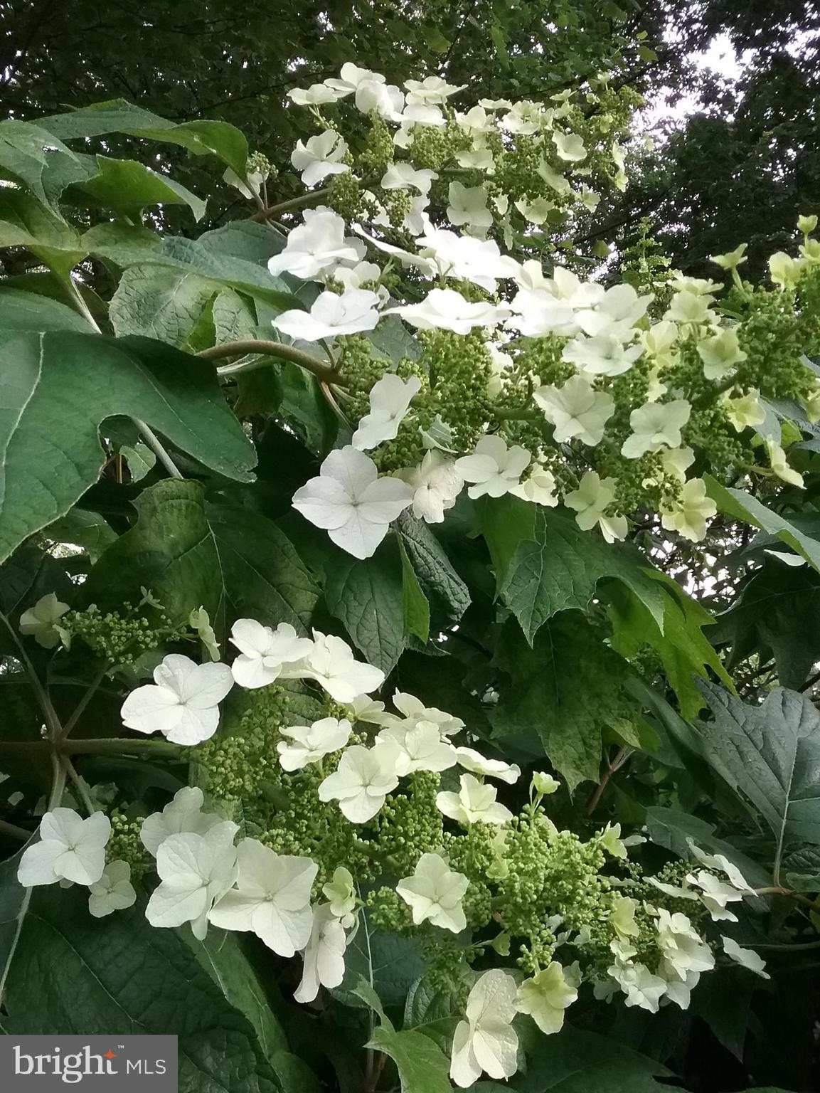 2 Farron Drive Kennett Square, PA 19348 - Photo 76 of 88 In Full Bloom