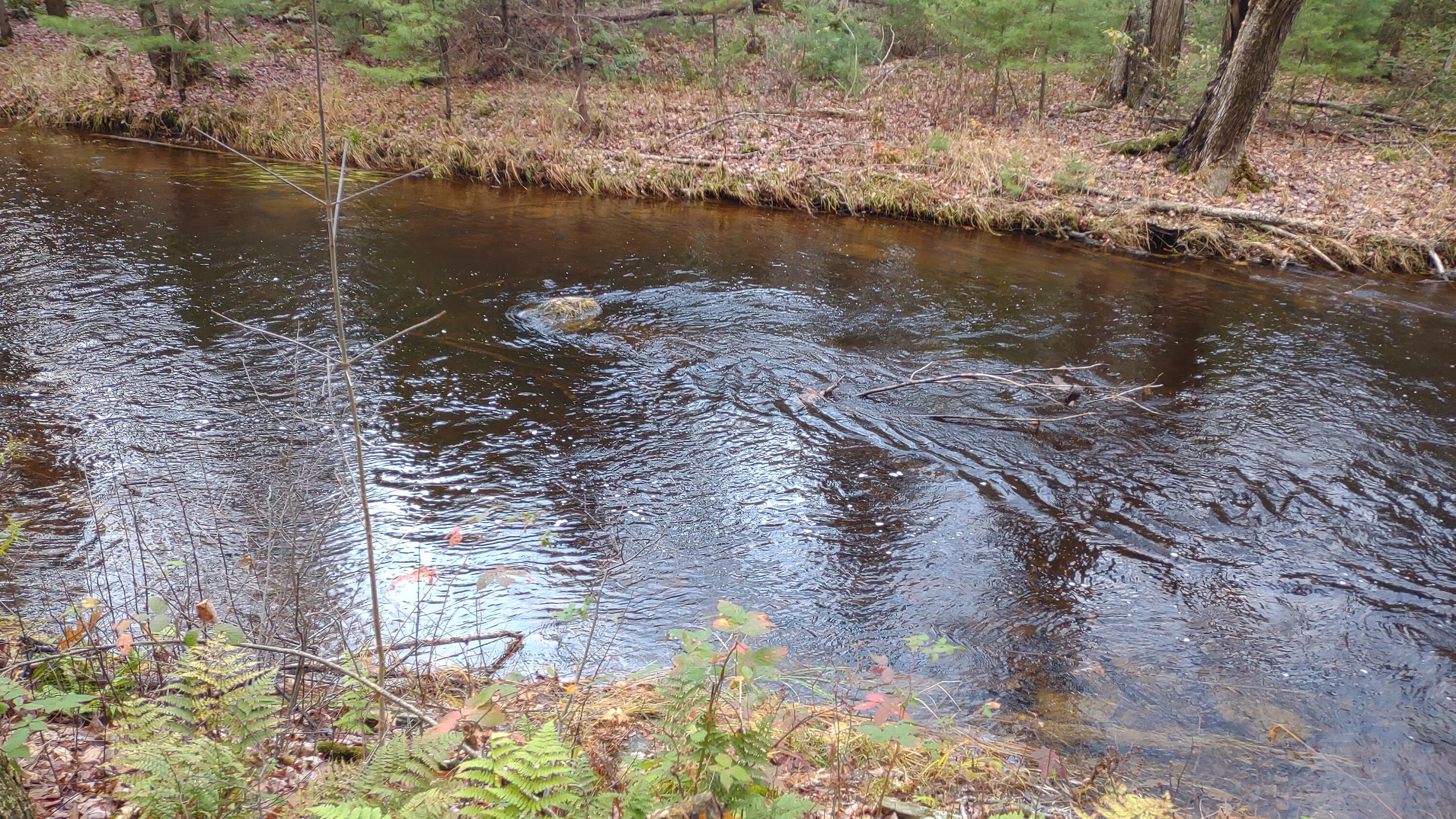 Lot 19 Brewer Lake Road Orrington, ME 04474 - Photo 5 of 20 IMG_20221025_165451991